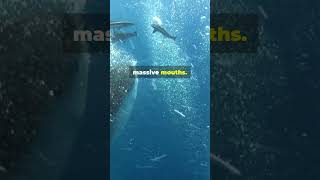 Fascinating Facts About Whale Sharks sealife marinelife nature wildlife fyp [upl. by Odnumde]