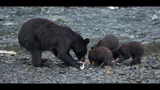 Black bears with cubs Valdez Alaska 2013 [upl. by Shaner542]