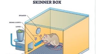 Operant Conditioning theory Skinners Operant theory reinforcementlearning behaviouraltheory [upl. by Nehtanoj]