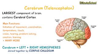 Cerebrum Telencephalon [upl. by Aikenat933]