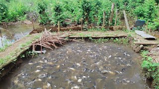 BUDIDAYA IKAN PATIN DI KOLAM TANAH IDE BISNIS YANG MENJANJIKAN [upl. by Nagek]