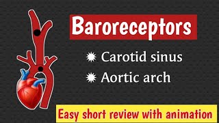 Baroreceptors  Aortic arch Baroreceptors  Carotid sinus Baroreceptors Doctors goal [upl. by Einnok16]