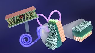 3D Embryology of Ear Part 2 Internal Ear Histogenesis of Utricle and Saccule  Perilymphatic Duct [upl. by Ransome]