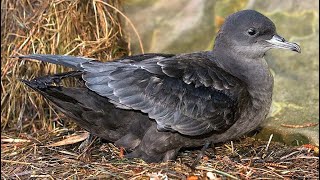 Short tailed shearwater Ardenna tenuirostris sound  call and song [upl. by Schreiber]