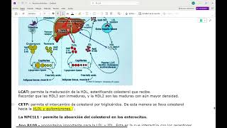 Repaso de fisiología de lipoproteínas y fármacos para dislipidemias [upl. by Chickie]