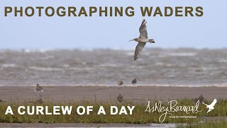 Wildlife on the Coast  Photographing Waders [upl. by Nnylahs]