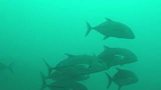 Scuba diving at Islas Secas  Gulf of Chiriqui [upl. by Nathanial]