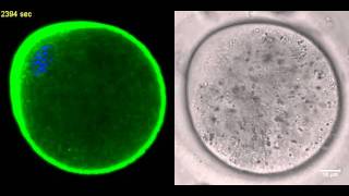 Actin flow and cytoplasmic streaming in MII oocyte [upl. by Olli]