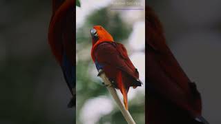 5 Fascinating Facts About Parrots That Will Blow Your Mind 🦜✨ shortvideo shorts facts [upl. by Doraj]