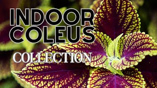 Explore Indoor Coleus Collection 48 Varieties Displayed🍃🌸 Coleus Plant Varieties [upl. by Rabelais710]