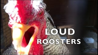 Roosters Crowing amp Other Funny Rooster Sounds [upl. by Philipps]