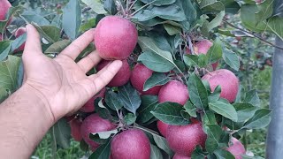 Today I visit Rehmat Nursery  All types of budwood amp plants available Kreeri Baramulla 7889862322 [upl. by Attenaj]