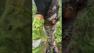 Arborist makes BIG mistake at the top of this tree arborist treeworker chainsaw climbing [upl. by Nonnah365]