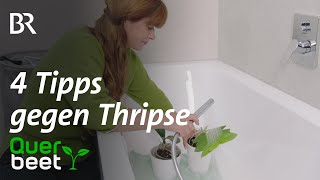 4 Tipps gegen Thripse  Tipps von Sabrina [upl. by Ammon]