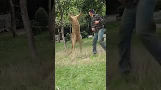 In order to save his pet dog a man beat a kangaroo with two punches making him doubt his life C [upl. by Ranchod10]