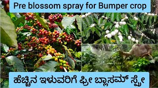 Pre blossom spray for coffee Bumper yield  ಕಾಫಿ ಹೆಚ್ಚಿನ ಇಳುವರಿಗೆ ಮಾಡಬೇಕಾದ ಸ್ಪ್ರೇ [upl. by Atnuahc]