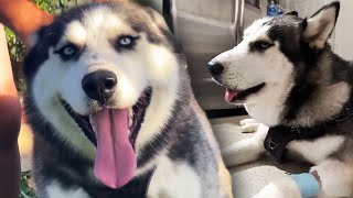 Puppy Bitten by Rattlesnake Treated With Antivenom [upl. by Nnaharas]