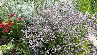 Verbena officinalis közönséges vasfű kedvenc évők sorozat [upl. by Terrilyn]