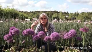 How to grow Alliums  Crocuscouk [upl. by Koloski]