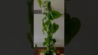 DIY Moss Stick  How To Create Moss Stick For Plant  Moss Stick For Climbing Plants shorts plants [upl. by Player]