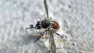 NANO SPY DRONE Mosquito Drone from U S Military [upl. by Shandy]