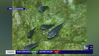 Endangered Devils Hole pupfish population reaches 25year high [upl. by Anitnatsnoc82]