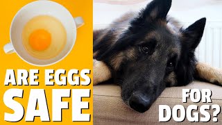 Can Dogs Eat Eggs RAW or COOKED [upl. by Genny]