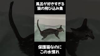 風呂に飛び込む猫達が異常すぎる！ダイブ特集 保護猫 子猫お風呂 猫のお風呂 捨て猫 [upl. by Alemap570]