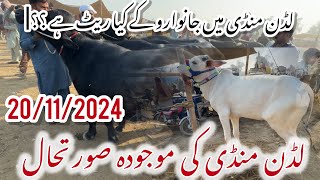 Luddan cow Markeet current situation Luddan Mandi may janwaro Kay Kia rate hai luddancowmandi [upl. by Leontyne]