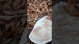 funghi porcini boletus mushroom [upl. by Mercorr856]