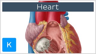 Anatomy of the Heart Ventricles Atria and Functions  Human Anatomy  Kenhub [upl. by Parette25]