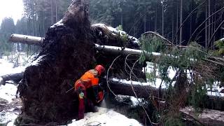 Small harvester in action with Husqvarna 572XP chain saw [upl. by Sansone]