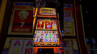 Buffalo Gold Slot Machine Bonus on MAX Bet lasvegas slot casino [upl. by Ashlin]