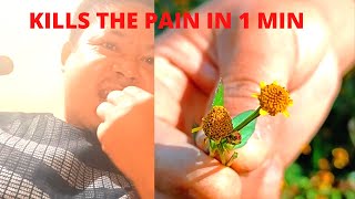 How to cure toothache naturally Acmella oleracea  Toothache plant toothacheplant BOVKATvlog [upl. by Adnoek]