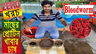 সহজে ও বিনা খরচে বাড়িতে মাছের খাবার Bloodworm চাষ। How to Culture Bloodworms at Home no Starter [upl. by Yme]