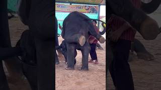 Elephant dancing 😆elephant shots hairstyle animals trend hair [upl. by Adihahs]