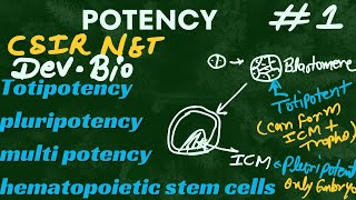 Potency developmental Biology csir net  totipotent Pluripotent multipotent stem cellHSC potency [upl. by Kenn]