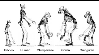 Apes Hominoidea [upl. by Kingsly]