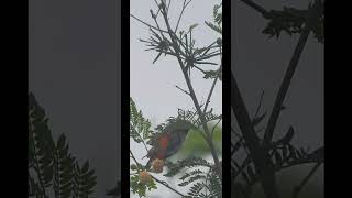 Zanzibar red bishop  4KUHD Short  WILDLIFE VIDEO African Birds  With Nikon P1000 [upl. by Knowles404]