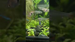 When Glass Bloodfin Tetra Meet Harlequin Rasbora aquarium fish relaxing [upl. by Aderfla415]