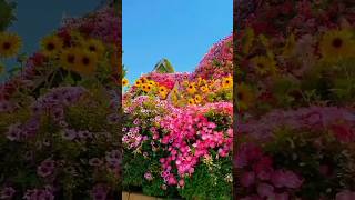 Beautiful natural flowers gardens🌺💐 natureflowers naturalflowerytshtsyoutubebeautifulflowers [upl. by Allesiram]