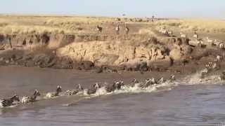 Wildebeest Migration crosses the Mara River [upl. by Enomal]