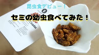 セミの幼虫食べてみた！I tried eating cicada larvae [upl. by Hnid394]