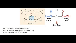 Explanation of 5 and 3 C terminus and N terminus  MIT 701SC Fundamentals of Biology [upl. by Anavlis804]