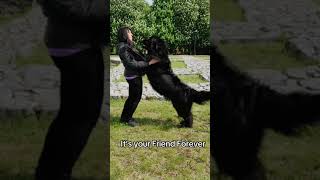 Beautiful Newfoundland Dog Bella shorts [upl. by Bocyaj]