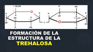 Bioquímica FORMACIÓN DE LA ESTRUCTURA DE LA TREHALOSA [upl. by Lisab759]