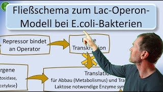 LacOperonModell der SubstratInduktion für LaktoseAbbau bei EcoliBakterien in einem Fließschema [upl. by Ehcnalb461]