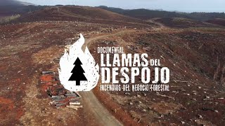 Llamas del Despojo Incendios del Negocio Forestal  Documental [upl. by Culosio]