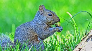 Sciurus carolinensis EASTERN GRAY SQUIRRELS feast on cicadas9088791 [upl. by Anayrb790]