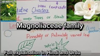 Magnoliaceae FamilyVegetative characters and floral charactersEconomic importance [upl. by Anyah71]